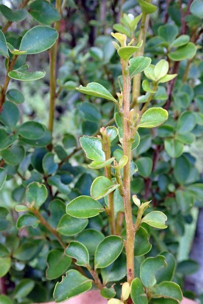 Myrsine coxii, photographed by Peter de Lange