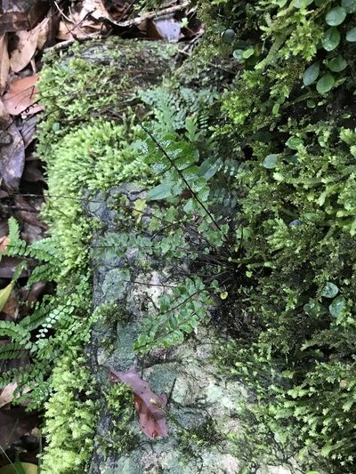 Asplenium tripteropus, photographed by Pieter Pelser