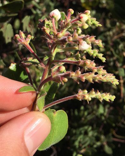 Arctostaphylos insularis, photographed by Adam J. Searcy