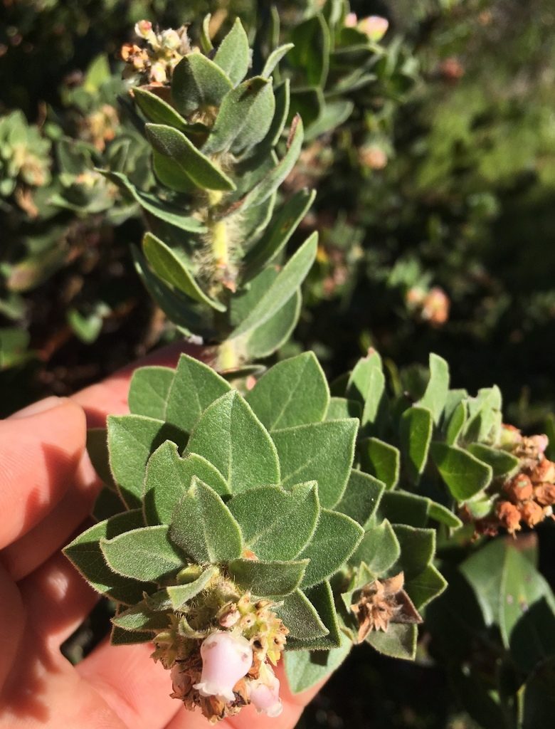 Arctostaphylos viridissima, photographed by Adam J. Searcy