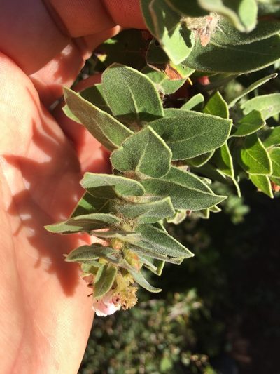 Arctostaphylos viridissima, photographed by Adam J. Searcy