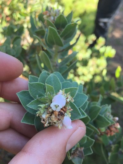 Arctostaphylos viridissima, photographed by Adam J. Searcy
