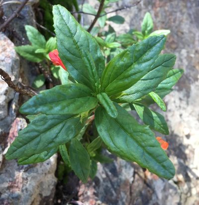 Diplacus parviflorus, photographed by Adam J. Searcy