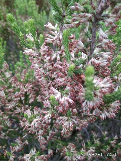 Erica afrorum, photographed by Seth Musker