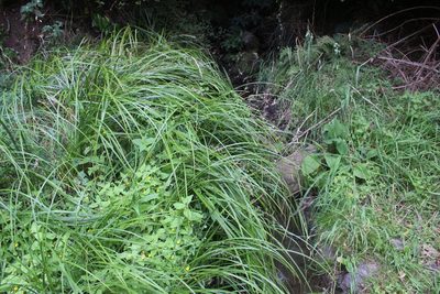 Carex lessoniana, photographed by Joe Potter Butler