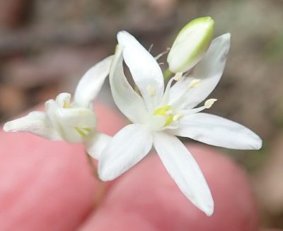 Nicipe rogersii, photographed by Nicola van Berkel