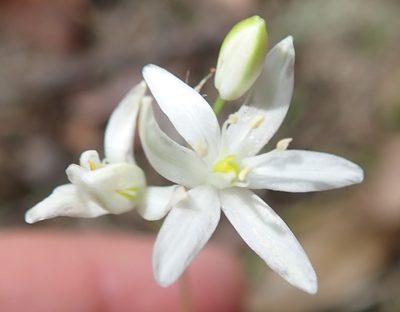 Nicipe rogersii, photographed by Nicola van Berkel