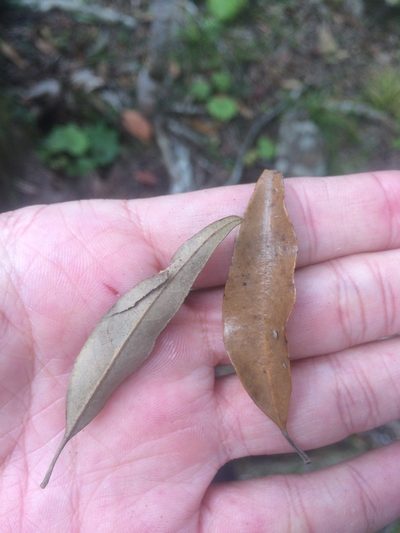 Quercus hypophaea, photographed by 呂一起(Lyu yi-chi)