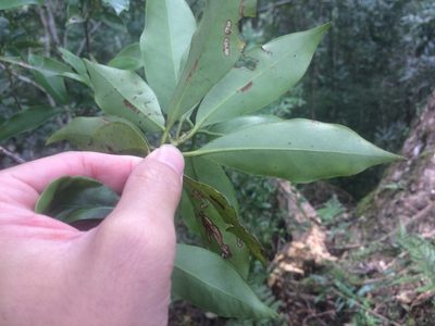 Illicium arborescens, photographed by 呂一起(Lyu yi-chi)