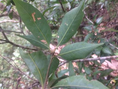 Quercus longinux, photographed by 呂一起(Lyu yi-chi)