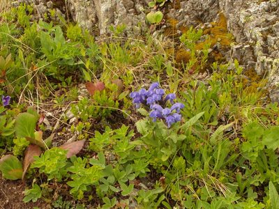 Dracocephalum grandiflorum, photographed by Dmitriy Bochkov