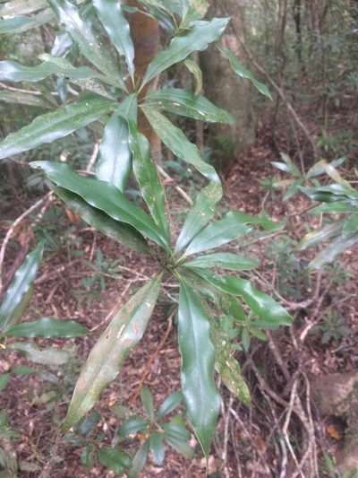 Magnolia kachirachirai, photographed by 呂一起(Lyu yi-chi)