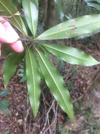 Magnolia kachirachirai, photographed by 呂一起(Lyu yi-chi)