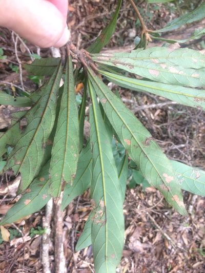 Litsea acutivena, photographed by 呂一起(Lyu yi-chi)