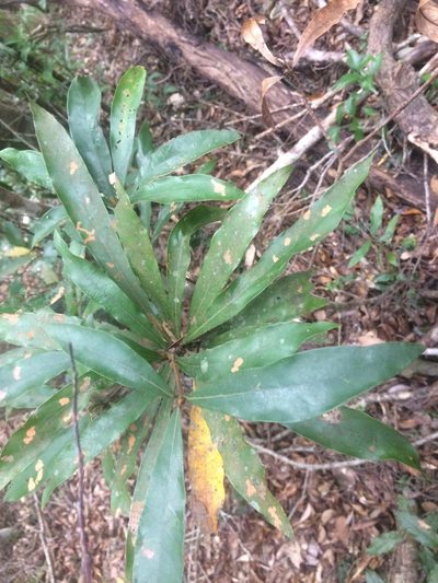 Litsea acutivena, photographed by 呂一起(Lyu yi-chi)