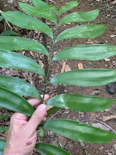 Zamia fairchildiana, photographed by Scott Loarie