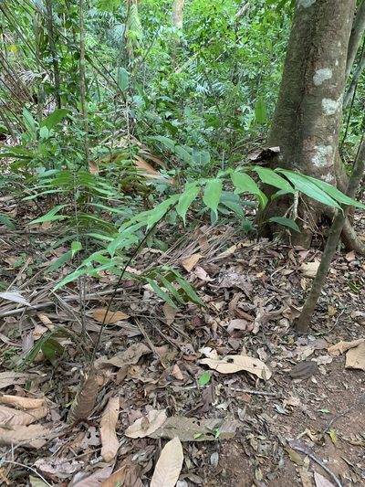 Zamia fairchildiana, photographed by Scott Loarie