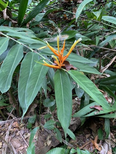 Heliconia longiflora, photographed by Scott Loarie