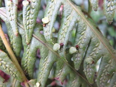 Woodwardia orientalis, photographed by Se Lena