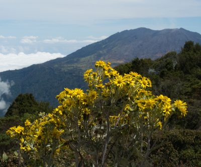 Senecio oerstedianus, photographed by carnifex