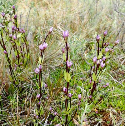 Gentianella magellanica, photographed by John Brew