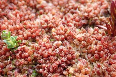 Sphagnum magellanicum, photographed by John Brew
