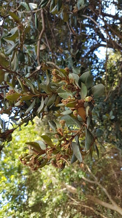 Myrceugenia correifolia, photographed by Javier Conejeros Gastó