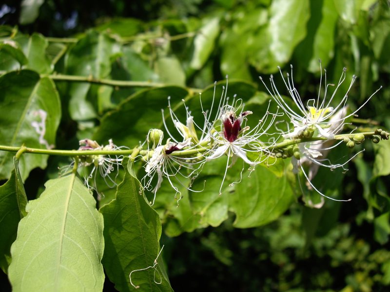 Capparis micracantha, photographed by bernhard_hiller