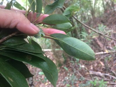 Meliosma squamulata, photographed by 呂一起(Lyu yi-chi)