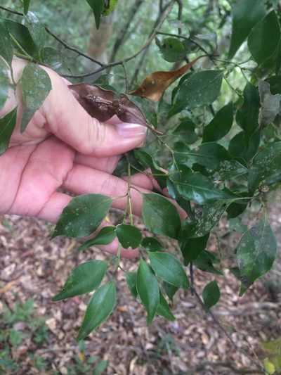 Symplocos shilanensis, photographed by 呂一起(Lyu yi-chi)