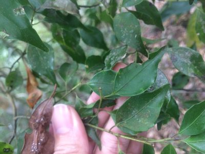 Symplocos shilanensis, photographed by 呂一起(Lyu yi-chi)