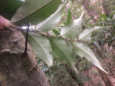Castanopsis carlesii, photographed by 呂一起(Lyu yi-chi)