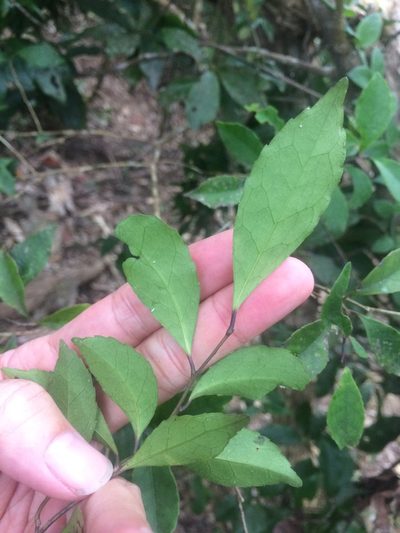Ilex uraiensis, photographed by 呂一起(Lyu yi-chi)