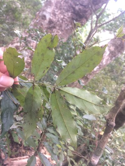 Ormosia hengchuniana, photographed by 呂一起(Lyu yi-chi)