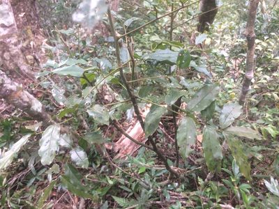 Ormosia hengchuniana, photographed by 呂一起(Lyu yi-chi)