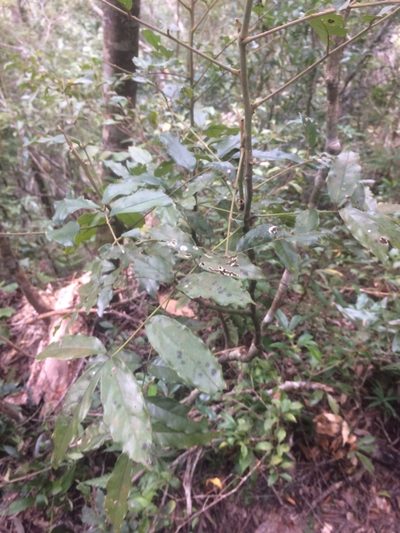 Ormosia hengchuniana, photographed by 呂一起(Lyu yi-chi)