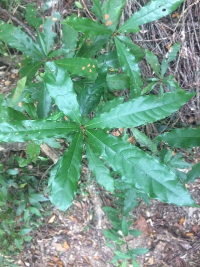 Litsea acutivena, photographed by 呂一起(Lyu yi-chi)