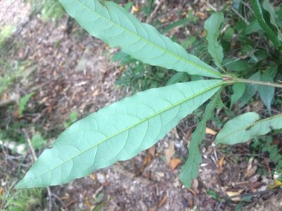Litsea acutivena, photographed by 呂一起(Lyu yi-chi)