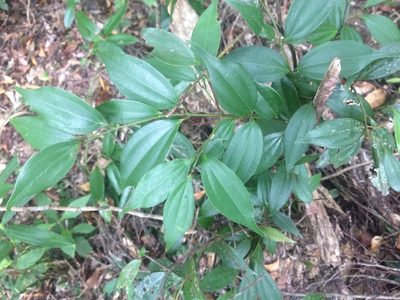 Cinnamomum subavenium, photographed by 呂一起(Lyu yi-chi)