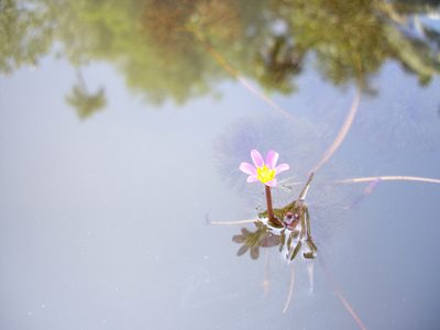 Cabomba furcata, photographed by bernhard_hiller