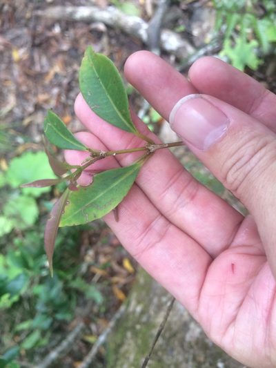Syzygium euphlebium, photographed by 呂一起(Lyu yi-chi)