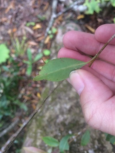 Syzygium euphlebium, photographed by 呂一起(Lyu yi-chi)