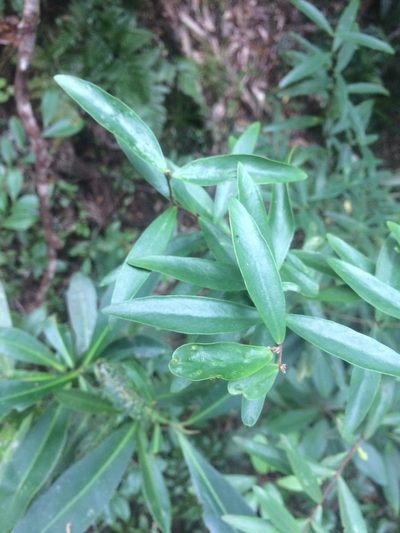 Wikstroemia taiwanensis, photographed by 呂一起(Lyu yi-chi)