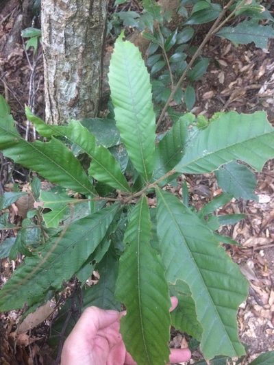 Castanopsis indica, photographed by 呂一起(Lyu yi-chi)