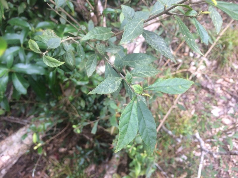 Callicarpa remotiserrulata, photographed by 呂一起(Lyu yi-chi)