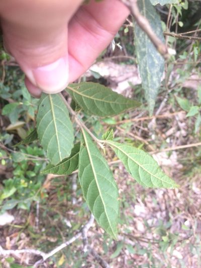 Callicarpa remotiserrulata, photographed by 呂一起(Lyu yi-chi)