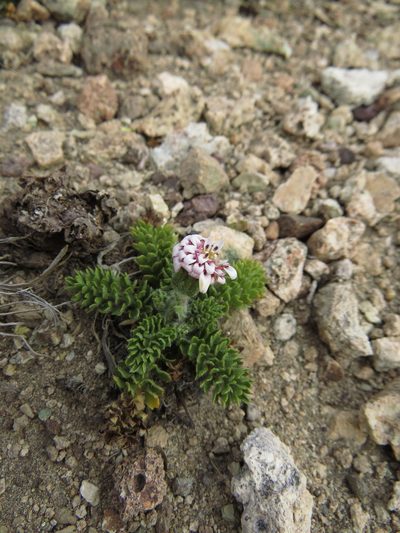 Leucheria millefolium, photographed by Nicolás Lavandero