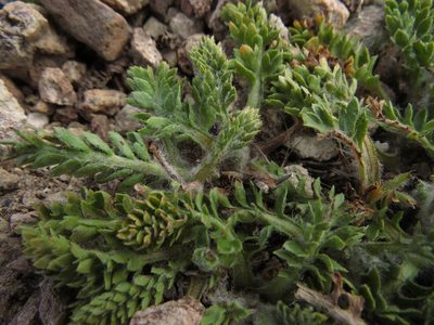Leucheria millefolium, photographed by Nicolás Lavandero