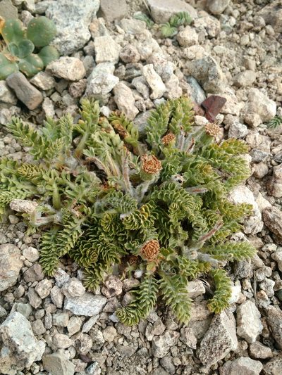 Leucheria millefolium, photographed by Nicolás Lavandero