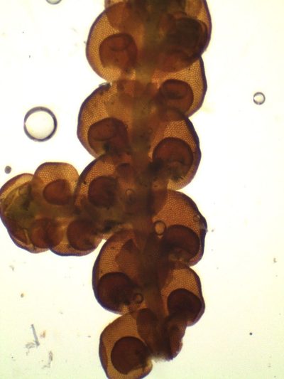 Frullania pentapleura, photographed by John Steel